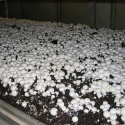 Grzybnia pieczarki 1m2
