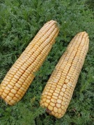 Kukurydza w kolbach w całości 250 g