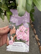 Rododendron o pachnących kwiatach Dufthecke Rosa. Kolekcjonerski