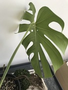 Monstera Deliciosa BIG FORM cięcie szczytowe 5 liści.