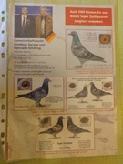 Gołębie młode pocztowe