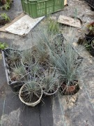 KOSTRZEWA- trawka - NIEBIESKA DUŻA