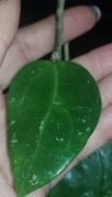 Hoya hoja Acuta EPC 997 cięta 