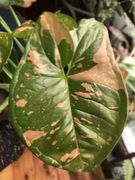 Syngonium Pink Splash Allusion