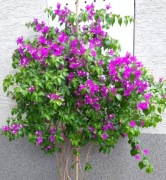 Bugenwilla 7-letnia - Rzeszów