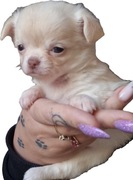 Suczka Chihuahua. Długowłosa biszkoptowa. Kendi