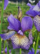 Irys syberyjski 'Banish Misfortune' Iris sibirica