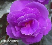 Achimenesy kłącze BRID's Christine