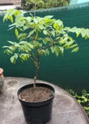Glicynia wisteria sadzonka 2-letnia ok. 27cm w doniczce