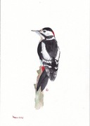 DZIĘCIOŁ DUŻY autorska akwarela A4 od Yakku