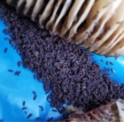 Skoczogonki fioletowe 30szt. isopody wije Porcellio Armadillidium