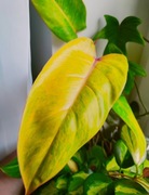 Zestaw filodendron Atabapoense, Painted Lady, Paraiso Verde , philodendron 