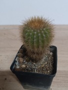  Kaktusy Uebelmannia pectinifera v. flavispina HU361