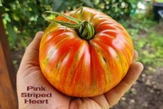 Pomidor Pink Striped Heart - 10 nasion kolekcjonerskich arcydzieło !