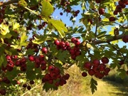 Głóg owoc suszony głogu z Bieszczad 500g