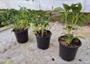 Runianka Japońska Sadzonki po 6 zł przy zakupie 50 szt dostawa Gratis