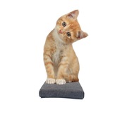 Schodek dla kota 10x25 cm Kociostrada Kotyfikacja