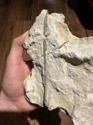 Skamieniałe rostrum belemnita z Jury Krakowsko-Częstochowskiej