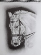 Rysunki koni na zamówienie