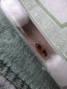 Camponotus Irritans q +1-5w