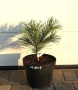 SOSNA KOREAŃSKA JILIN * ŁADNA DUŻA SADZONKA * RARYTAS