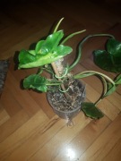 Philodendron filodendron Burle marx + Burle marx variegata 