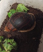 Achatina Fulica, duża