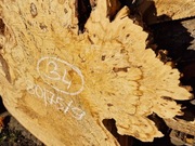 Plaster Drewna Kasztan Czeczota 80/75/9 cm Wysuszony Blat Stolik Żywica DIY