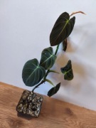 Piękny Philodendron Filodendron Melanochrysum 60 cm 