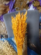 Owies żółty zboże suszone naturalne trawy ozdoby 