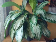 Aglaonema Slilver bay 