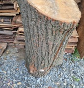 Lipa Orzech dla rzeźbiarza dobry materiał 