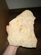 Skamielina Amonit Perisphinctes Oksford ok. 160 mln lat