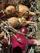 Cebula 10kg od DJ Farmer