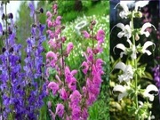 Salvia pratensis  -Szałwia łąkowa 20n