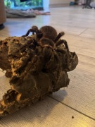 Lasiodora Parahybana samica 7 dc