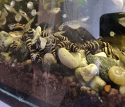 Ślimaki helenki 13 sztuk