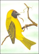 Wyspy Św Tomasza i Książęce - Ptaki, (zestaw 584)