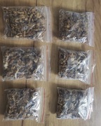 Propolis kit pszczeli 50g 