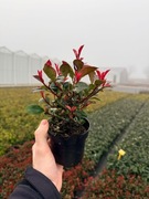 Głogownik Photinia Redrobin 30 cm p9 piękna kraków