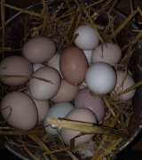 40 sztuk jaj cena 65zł