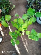 Plectranthus amboinicus ,mięta kubańska  nr 2 wys 40 cm