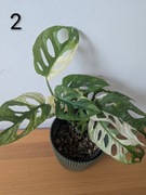 Monstera Adansonii Monkey Variegata Hydroponika
