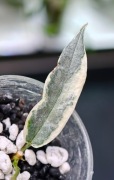Hoya archboldiana albomarginata -  sadzonka ukorzeniona