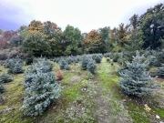 Parawan Springos 75 cm x 12 m x 75 cm