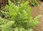 lubczyk  (Levisticus officinale)