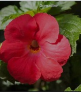 Achimenesy kłącza Grenadine cena za 3 szt