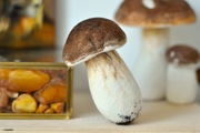 Borowik szlachetny figurka, prawdziwek, realistyczna podobizna grzyba 1:1