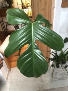 Philodendron Squamiferrum
