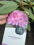 Rododendron Eucharitis duży